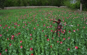 afghanistan804